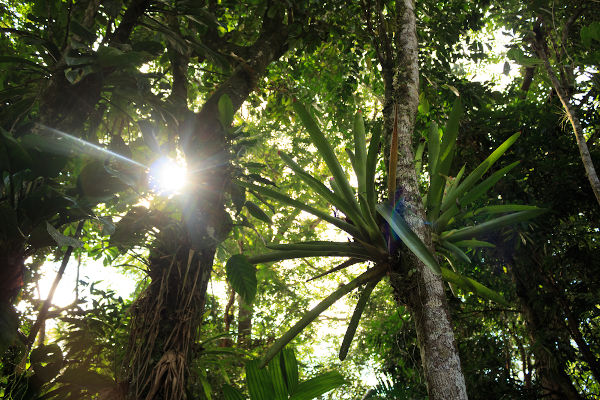 Mata Atlântica é o bioma com mais espécies de fauna e flora ameaçados de  extinção – Legado das Águas