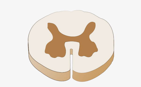 La médula espinal tiene una sustancia blanca, que es más externa, y una sustancia gris, que es más interna, que está dispuesta en forma de letra H.