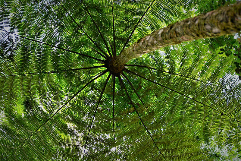 Mata Atlântica é o bioma com mais espécies de fauna e flora