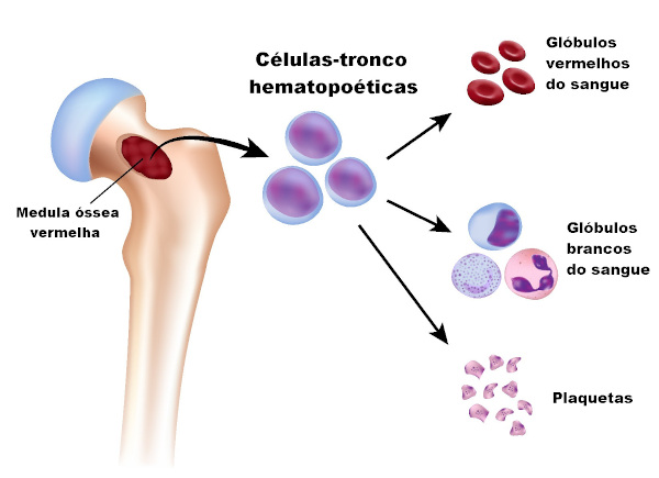 La médula ósea es responsable de producir glóbulos rojos, glóbulos blancos y plaquetas.