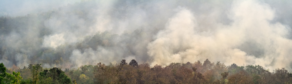 A AmazÃ´nia tem sido o bioma mais afetado pelas queimadas no Brasil.