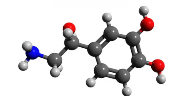 A noradrenalina Ã© um hormÃ´nio da famÃ­lia das catecolaminas, tambÃ©m conhecidas como aminas biogÃªnicas. 