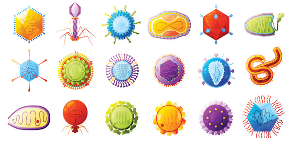 El virus solo puede reproducirse dentro de una célula.