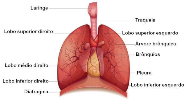 O pulmÃ£o Ã© um dos Ã³rgÃ£os que compÃµem o sistema respiratÃ³rio.
