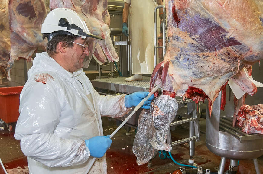 Trabalhador extraindo material para anÃ¡lise da doenÃ§a da vaca louca.[1]