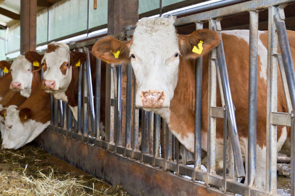 A doença da vaca louca acomete animais bovinos e é provocada por príon.