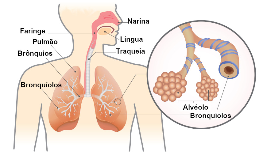Esquema ilustrativo dos Ã³rgÃ£os que compÃµem o sistema respiratÃ³rio humano