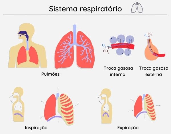 aparato respiratorio completo