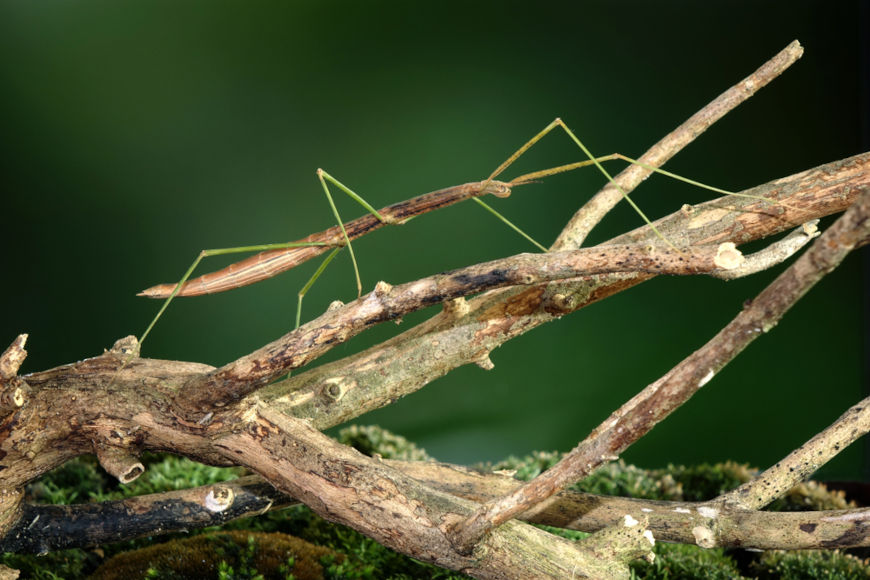 O bicho-pau é um inseto que apresenta corpo muito parecido com um galho.