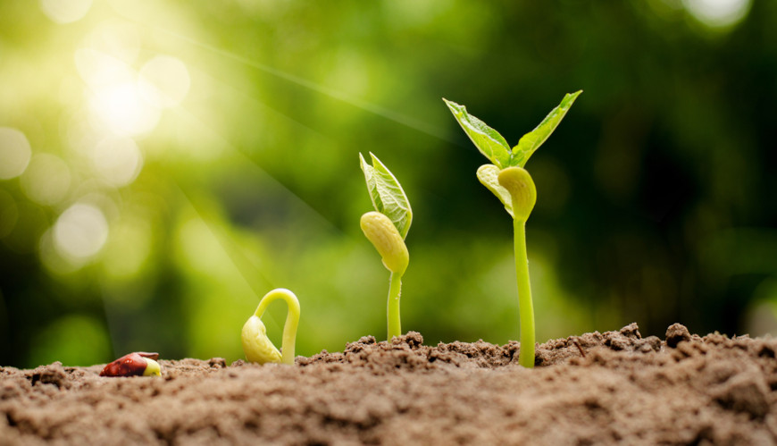 A germinação da semente é a retomada do crescimento do embrião.
