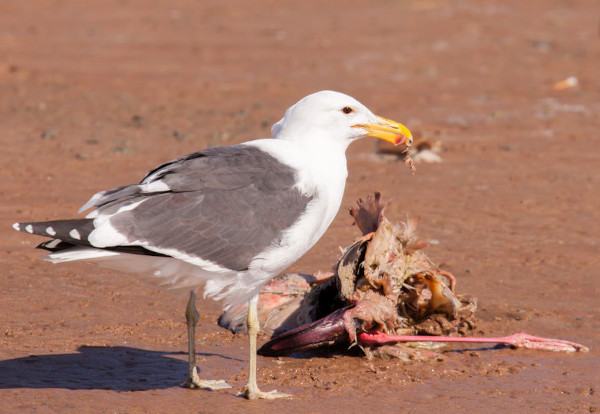 A gaivota é um animal onívoro que pode se alimentar de diferentes presas.