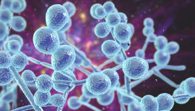 "Candida auris" vírus
