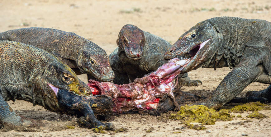 Quatro dragÃµes-de-komodo se alimentando de um animal morto.