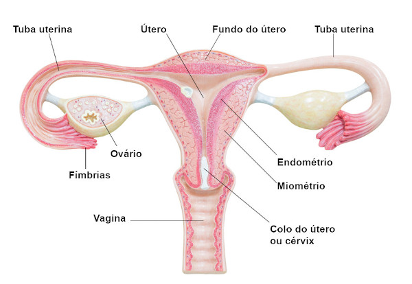 Ilustração com indicação dos nomes dos principais órgãos do sistema reprodutor feminino.