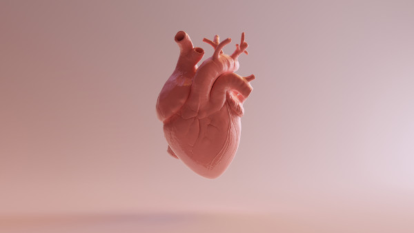 Ilustração em 3d de um coração humano
