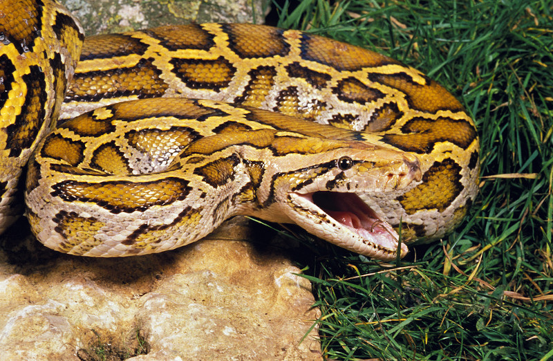 Bela píton real na grama. a cobra levantou a cabeça e se prepara