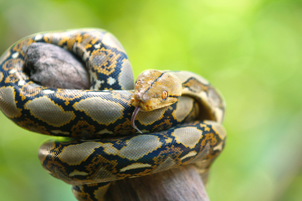 Bela píton real na grama. a cobra levantou a cabeça e se prepara