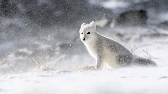 Raposa-do-Ã¡rtico em ambiente com neve