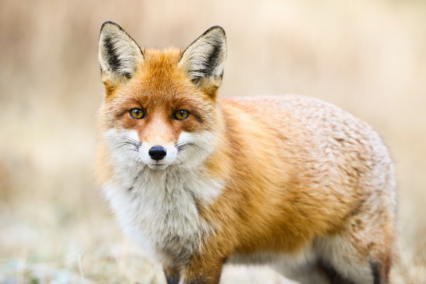 Raposa fácil e simples  Raposa, Animais, Desenhos