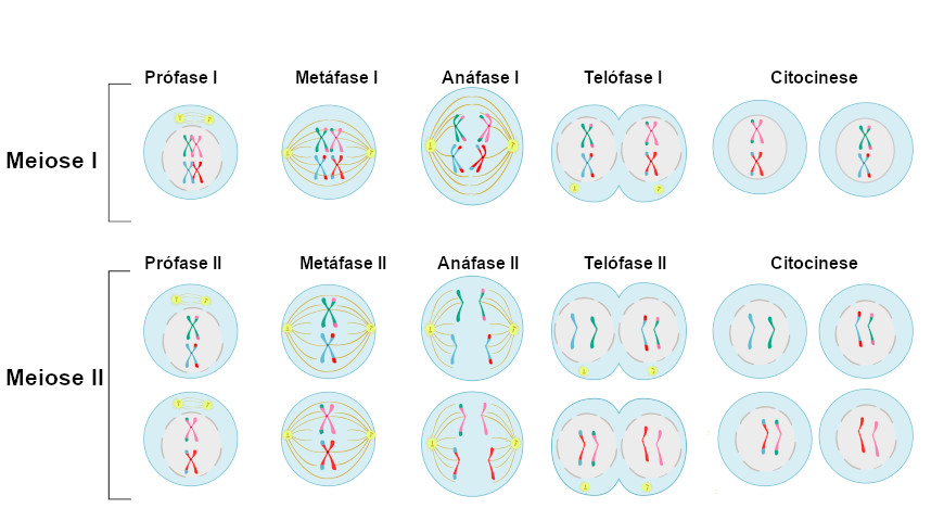 Esquema ilustrativo das etapas da meiose