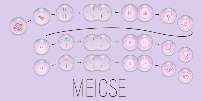 Esquema ilustrativo do processo de meiose