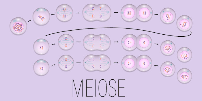 Mitose e meiose: o que são, diferenças e importância