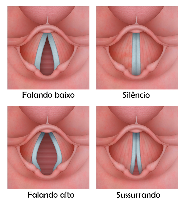 Ciclo vibratÃ³rio das cordas vocais (pregas vocais), movimentadas pelos mÃºsculos existentes na laringe.