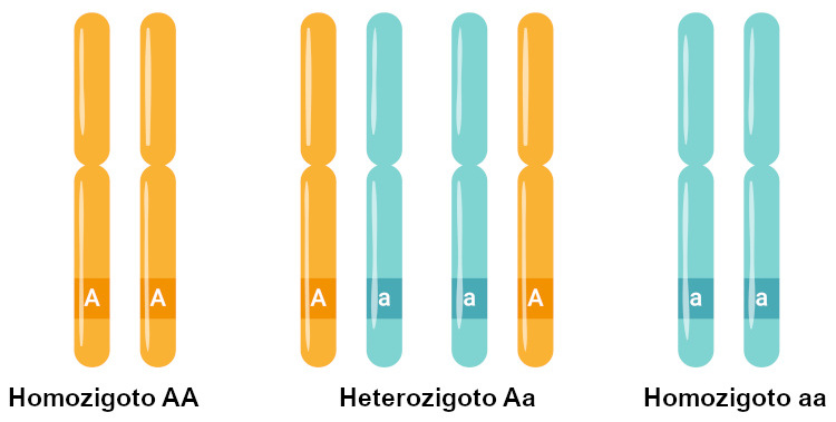 RepresentaÃ§Ã£o com letras maiÃºsculas e minÃºsculas de alelos dominantes e recessivos, em indivÃ­duos homozigotos e heterozigotos