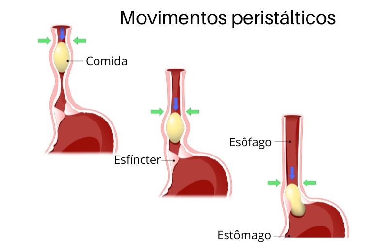 RepresentaÃ§Ã£o dos movimentos peristÃ¡lticos (peristaltismo).