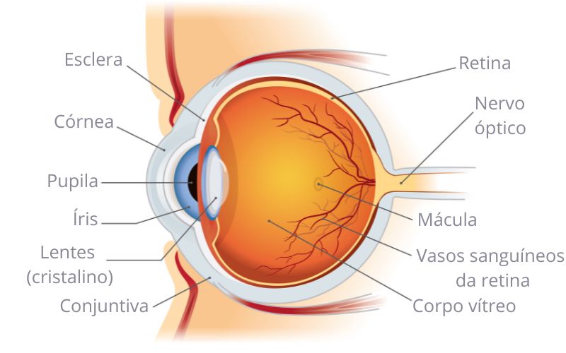 IlustraÃ§Ã£o de um olho humano, com a indicaÃ§Ã£o de seus componentes.