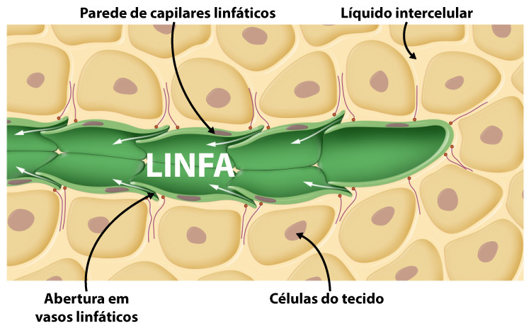 RepresentaÃ§Ã£o do lÃ­quido intersticial sendo recebido pelos vasos do sistema linfÃ¡tico, passando a se chamar linfa.