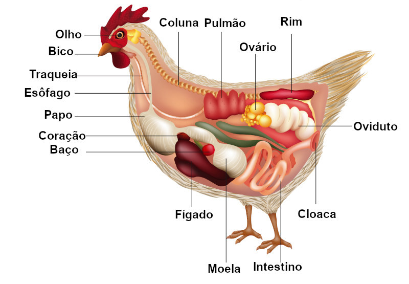 Anatomia de uma galinha