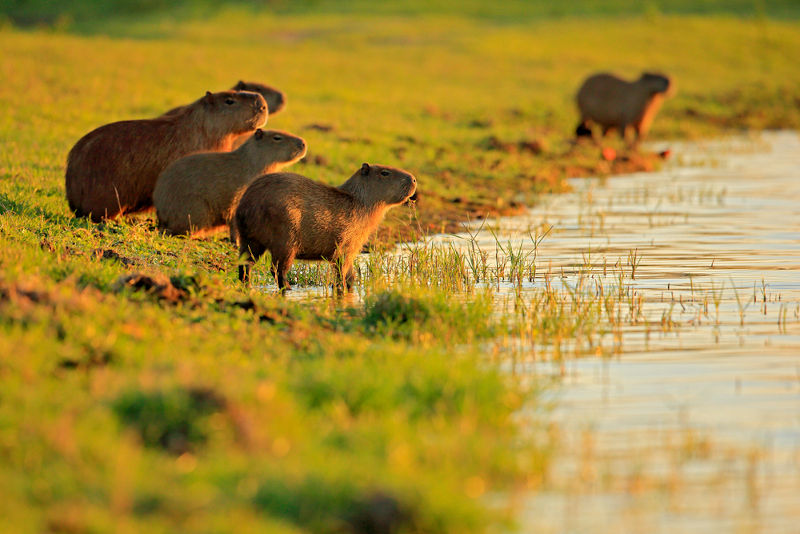 Grupo de capivaras Ã  beira de uma fonte de Ã¡gua.