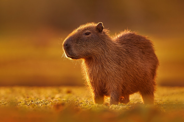 CAPIVARA FILHOTE in 2023