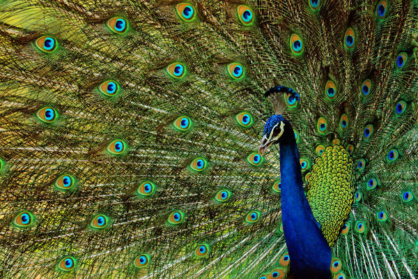 Pavão exibindo sua plumagem colorida.