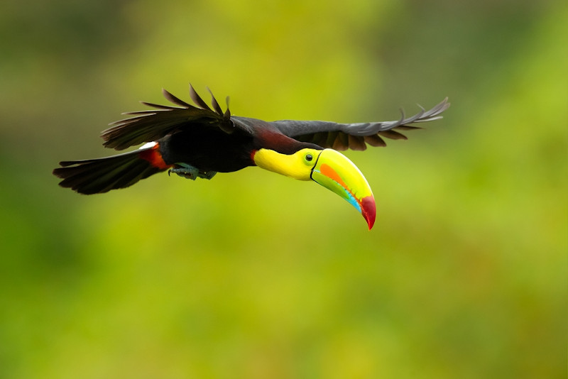 Tucano, ave que possui um grande bico, sobrevoando uma paisagem verde