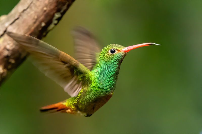 Beija-flor-de-cauda-ruiva, uma ave que Ã© exemplo de cordado, um dos filos do reino animal, estudado pela Zoologia.
