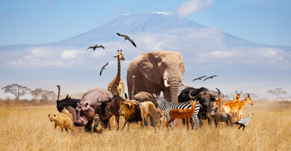 Grupo de animais representando o objeto de estudo da Zoologia.