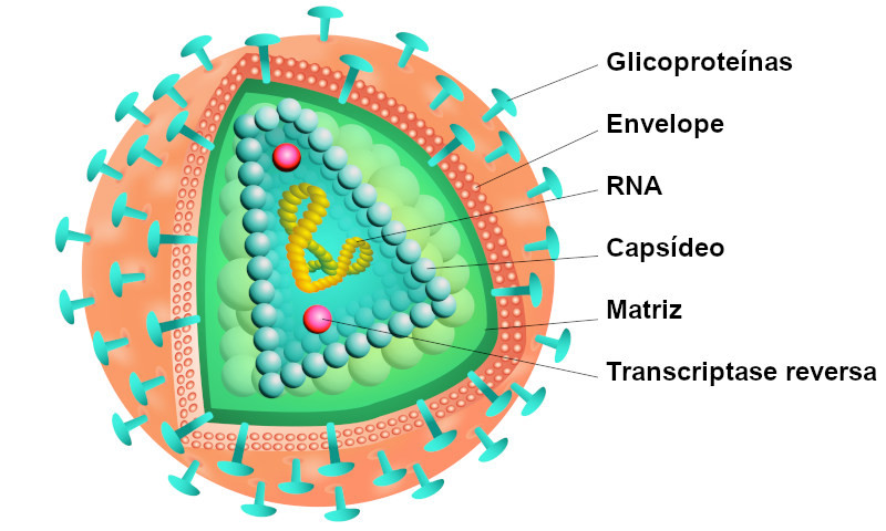 IlustraÃ§Ã£o da estrutura do HIV, um retrovÃ­rus.