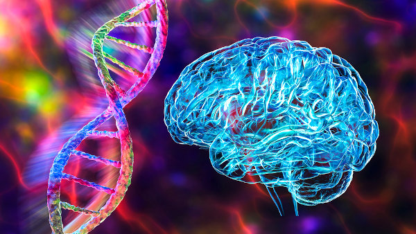 Ilustração 3D de uma cadeia de DNA e de um cérebro humano, órgão afetado pelas doenças causadas por príons.