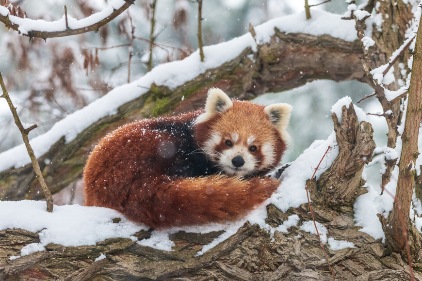 Panda-vermelho deitado em uma Ã¡rvore coberta por neve.