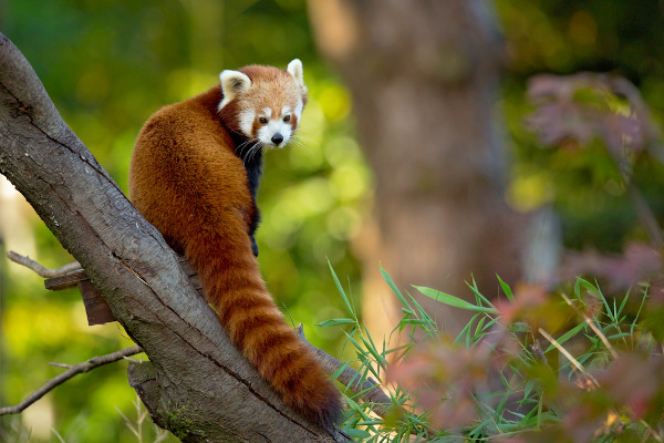Panda-vermelho no galho de uma árvore.