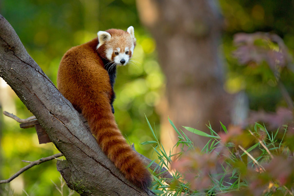 Conheça os pandas-vermelhos, seu amor pelas árvores altas e outras