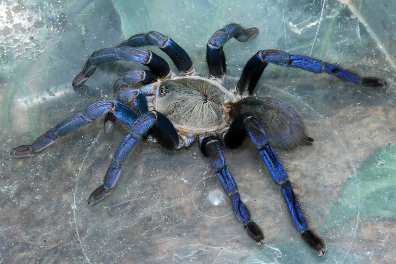 Aranha-caranguejeira na cor azul.