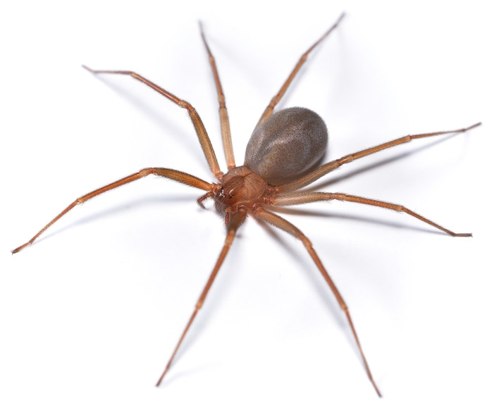 A aranha-marrom apresenta veneno que possui aÃ§Ã£o necrosante.