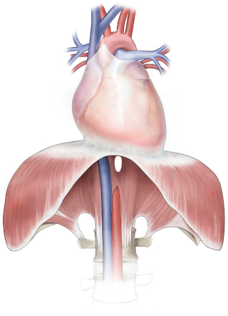 Esquema ilustrativo do coração humano, com destaque para o pericárdio.