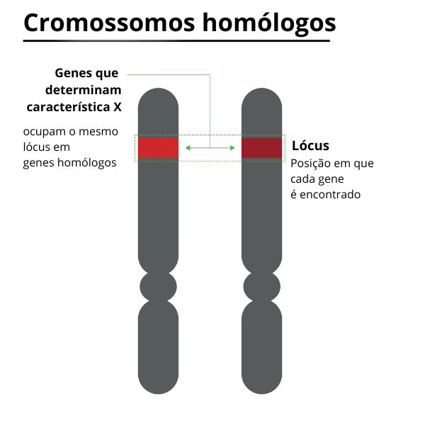 RepresentaÃ§Ã£o da localizaÃ§Ã£o de alelos em cromossomos homÃ³logos.