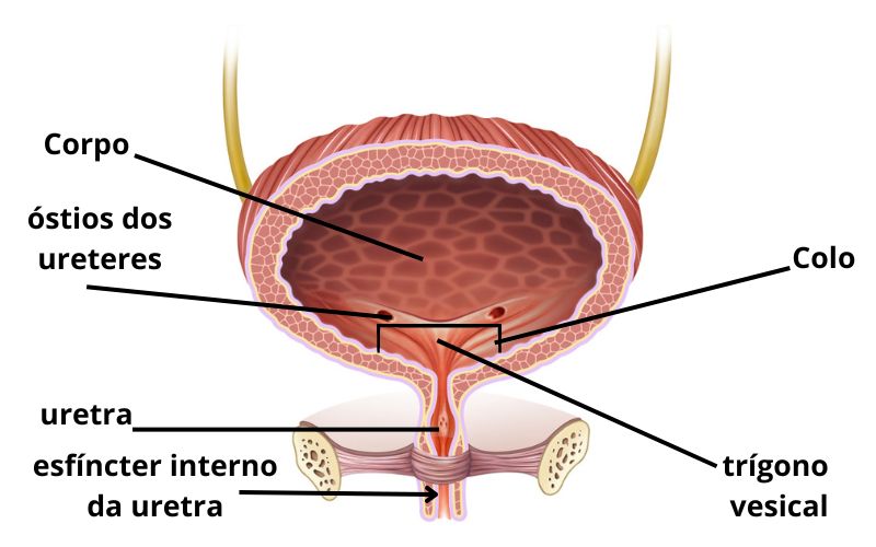 Anatomia da bexiga urinÃ¡ria.