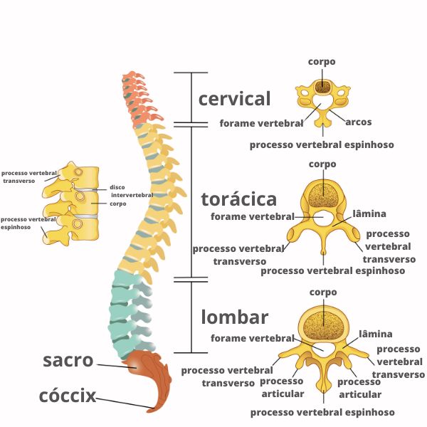 Esquema ilustrado da coluna vertebral com organizaÃ§Ã£o e anatomia das vÃ©rtebras.