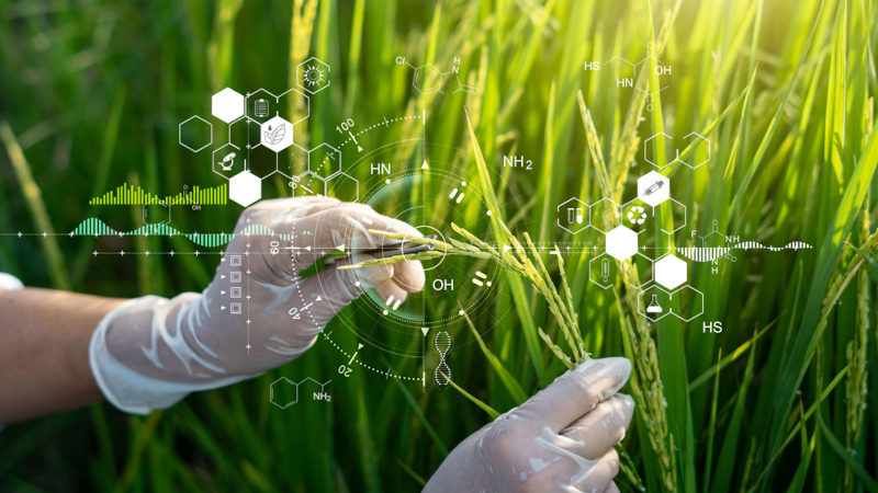 Cientista manipulando uma planta como exemplo da intervenÃ§Ã£o da Biotecnologia na agricultura.